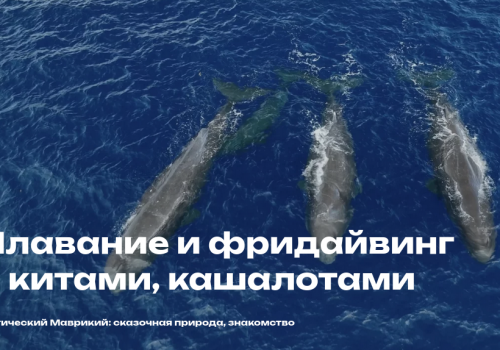 molchanovmauritius molchanovs freediving mauritius whales